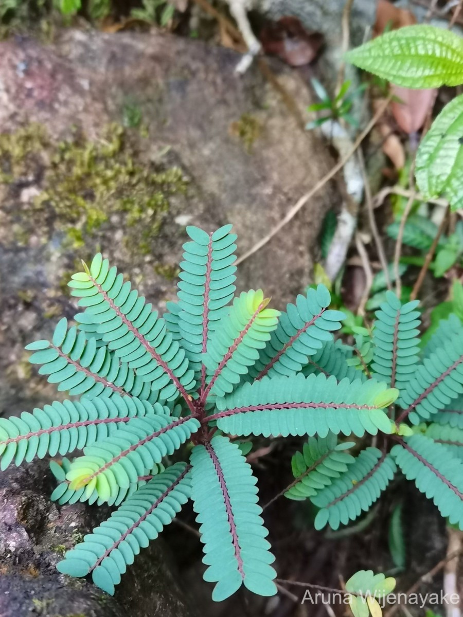 Phyllanthus zeylanicus Müll.Arg.